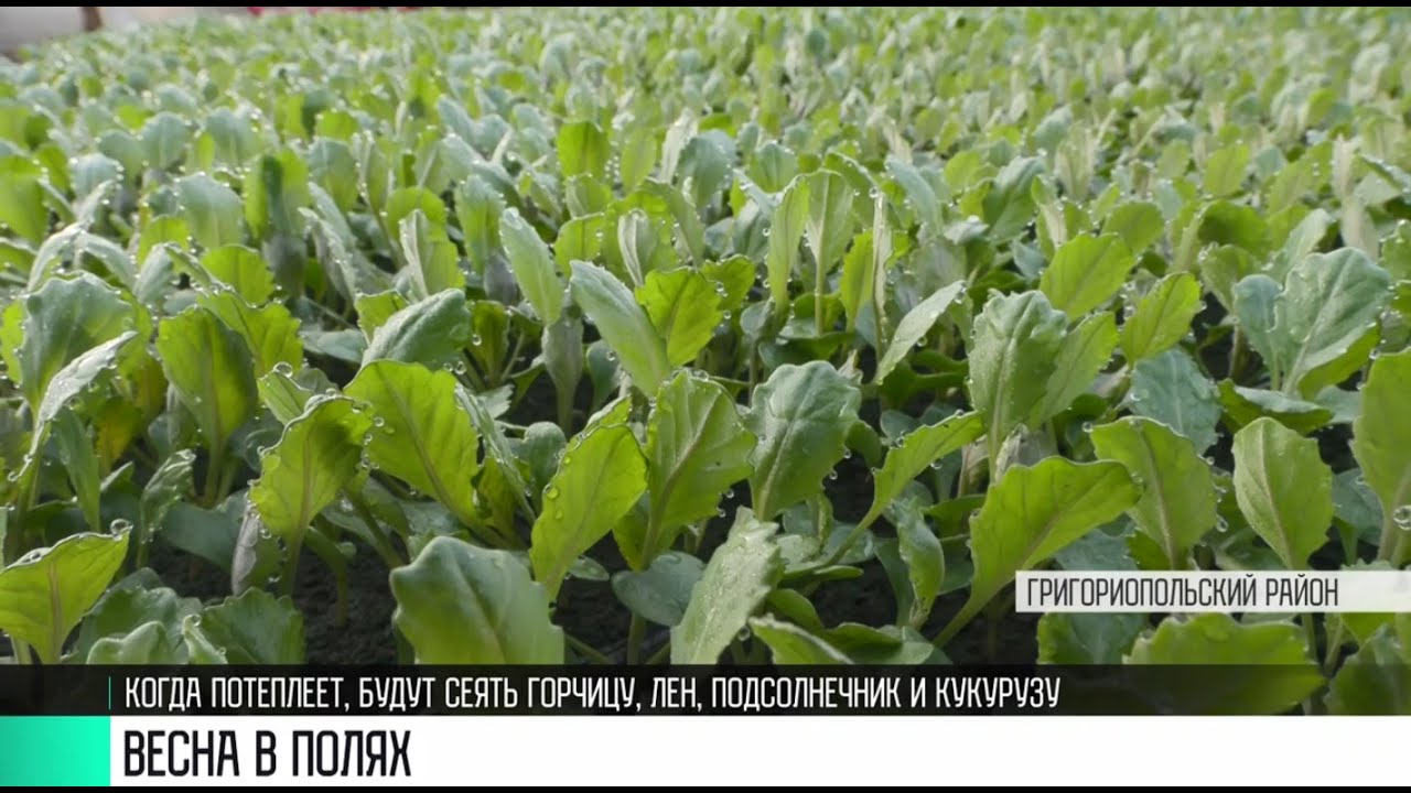 #КЭБ_Итоги. Время – сеять. Прогнозы на урожай