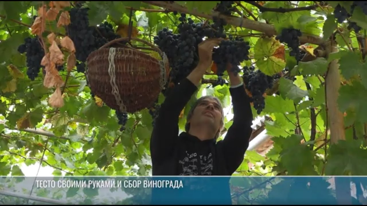 Испанцы в «Каса караман»: тесто своими руками, каса маре и сбор винограда