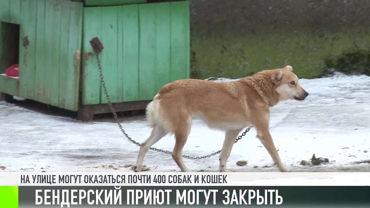 Бендерский приют для животных закроют?
