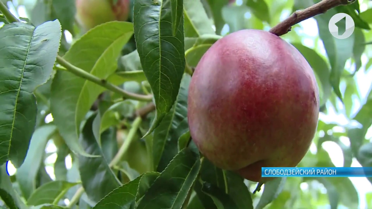 Европейское качество приднестровских фруктов