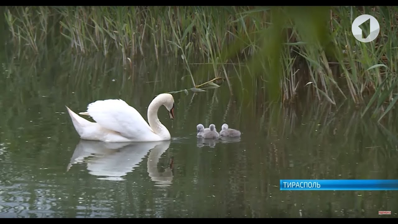 В столице появились маленькие лебеди