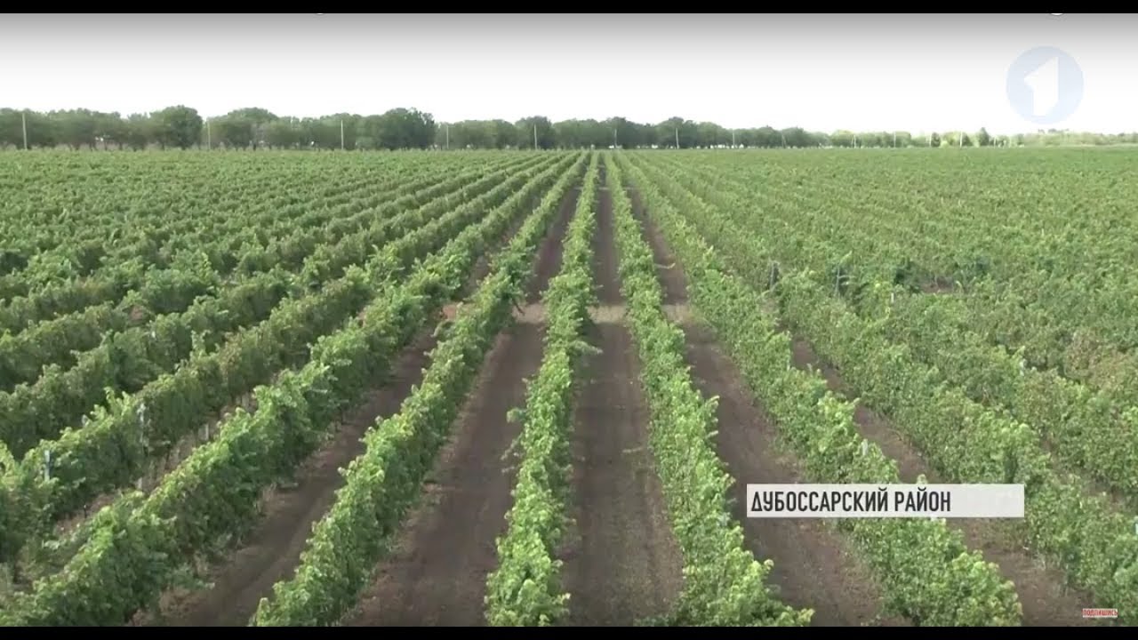 Виноградная экскурсия