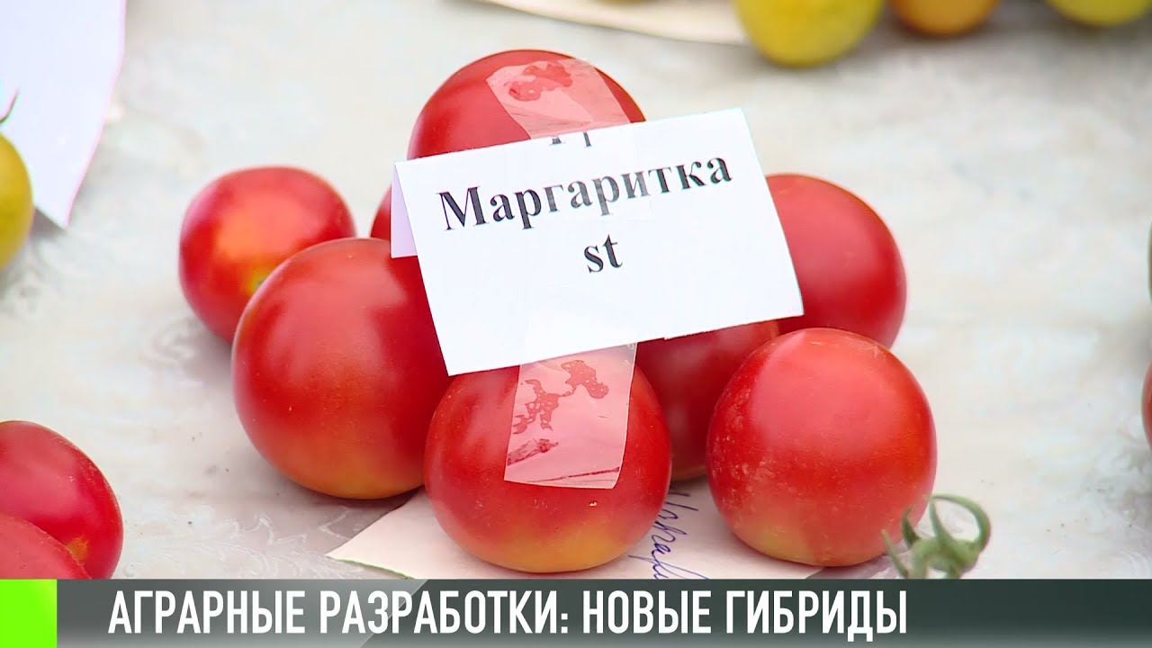 Аграрные разработки: вкусные гибриды