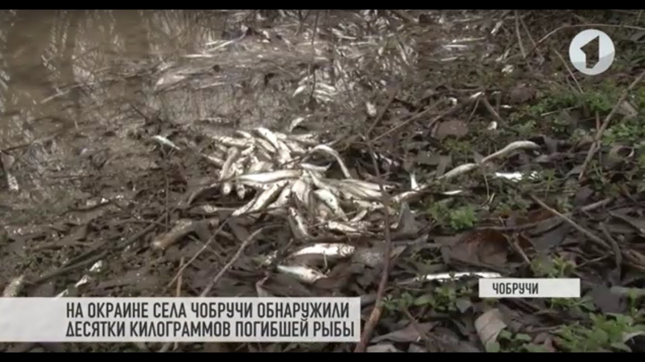 Мор рыбы в Чобручах: как это было?