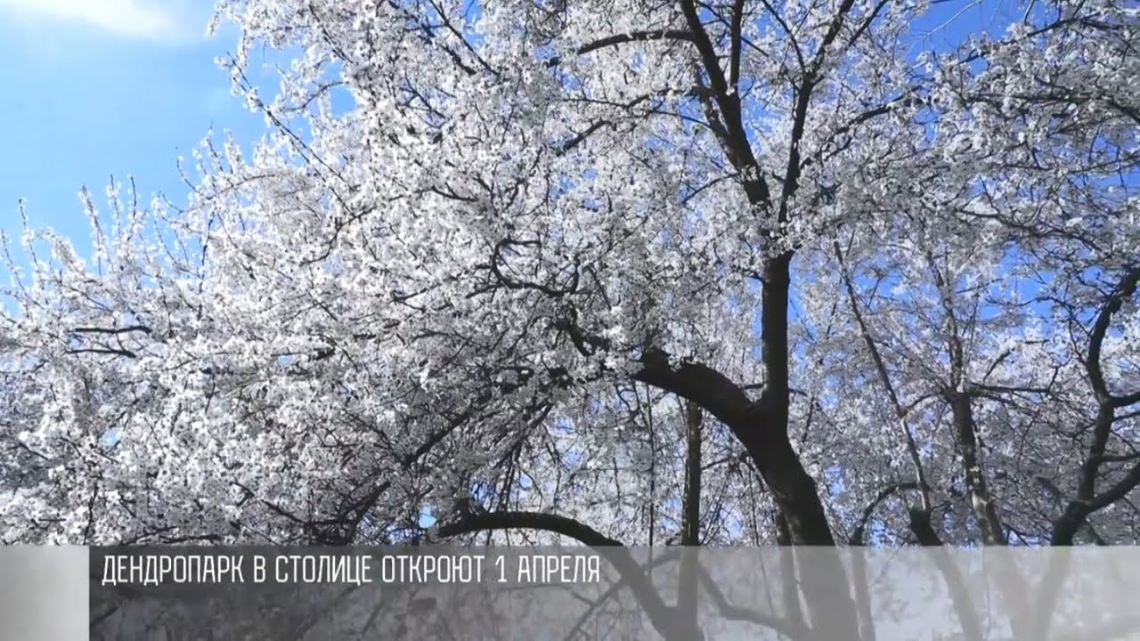 Весенний дендропарк: открытие - 1 апреля