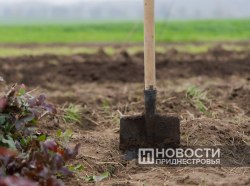 Фото из архива ИА "Новости Приднестровья"