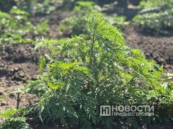 Фото из архива ИА "Новости Приднестровья"