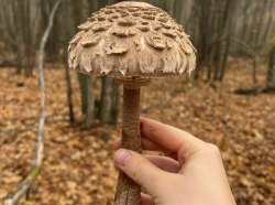 Фото: газета «Гомін»