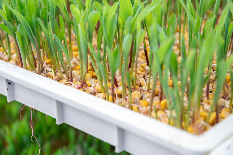 Фото: Пресс-служба Президента ПМР