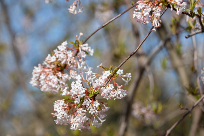 Калина Фаррера