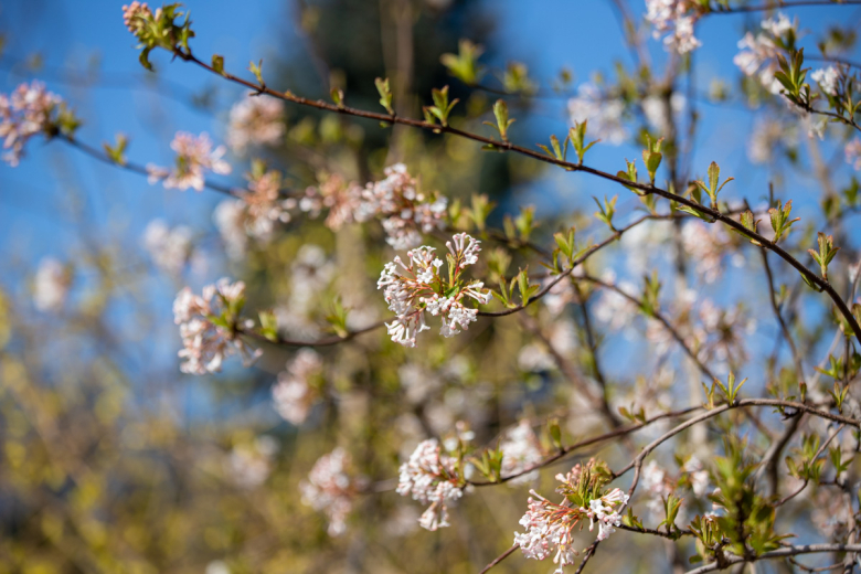 Калина Фаррера