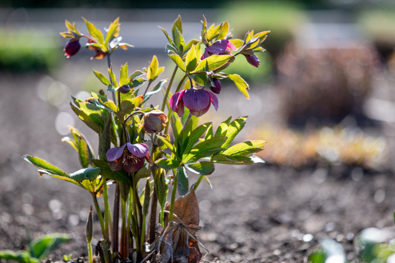 Морозник гибридный