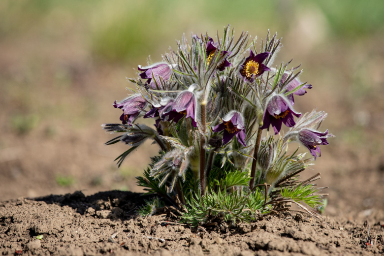 Прострел горный