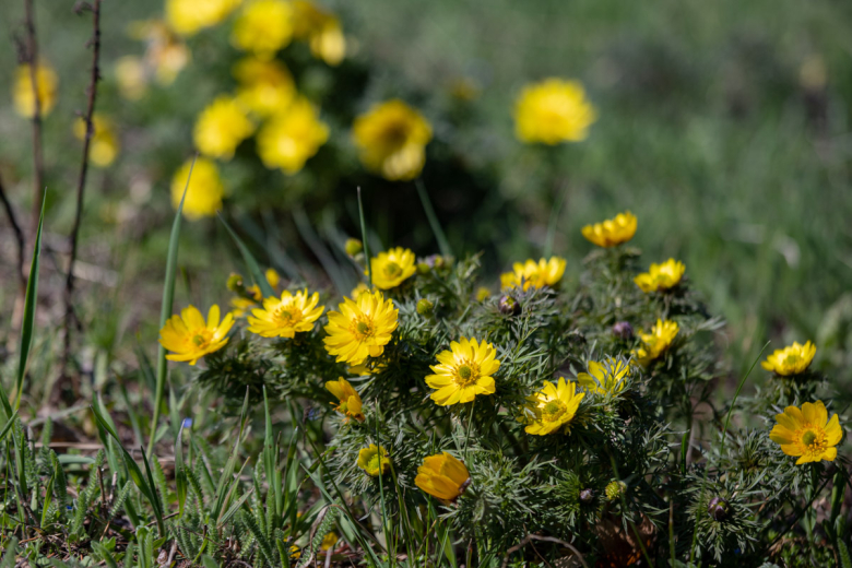 Адонис весенний