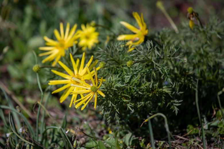 Адонис волжский