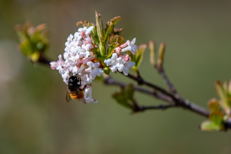 Калина Фаррера
