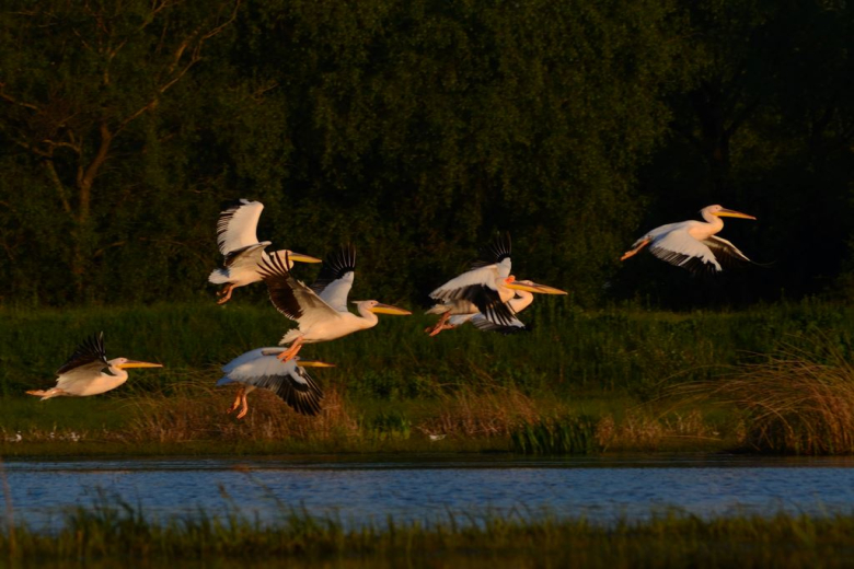 Фото: Николай Романович (пеликаны)