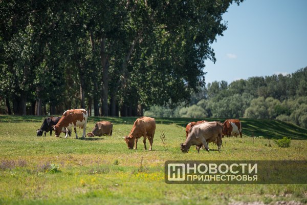 Синоптики о погоде на 29 августа: до +33°С днём, без осадков