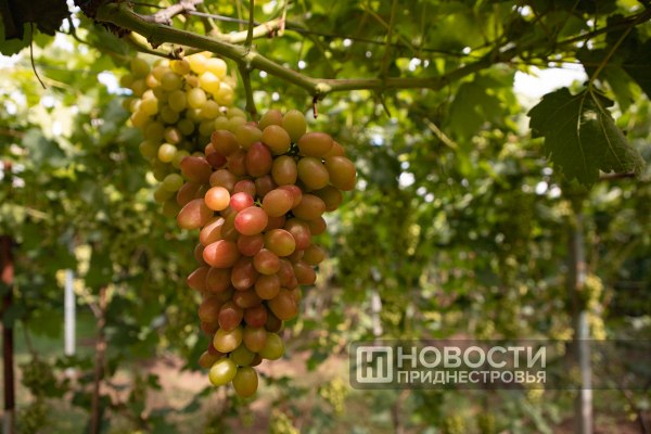 В Приднестровье начали собирать виноград