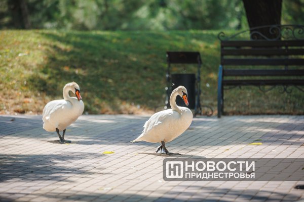 В воскресенье – без осадков и +35°С