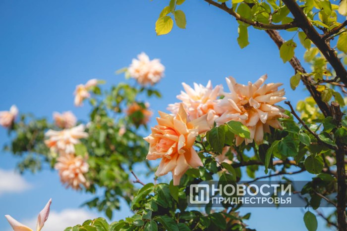 24 мая в Приднестровье будет +29°С и переменная облачность