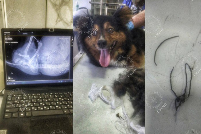 В Бендерах спасли собаку с примотанной к спине лапой 