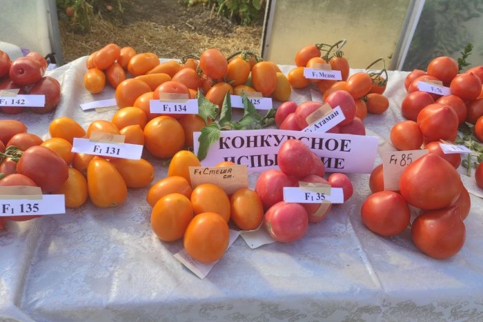 Коктейльные томаты и белые баклажаны – опыты приднестровских селекционеров 