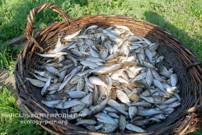 Более 11 тонн рыбы выпущено в водоёмы республики
